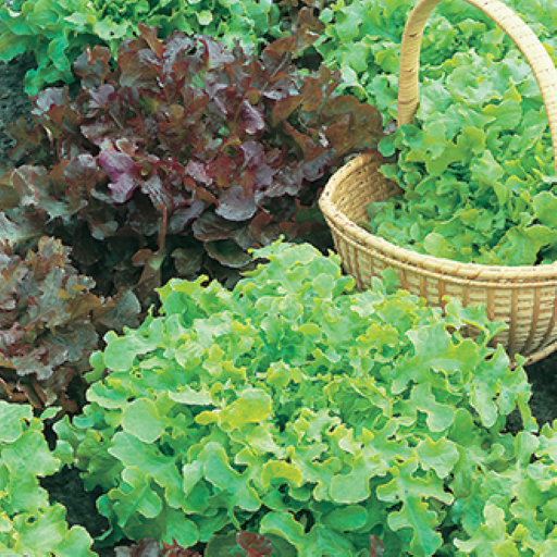 Country Value Salad Seeds