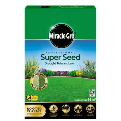 Lawn Grass Seeds