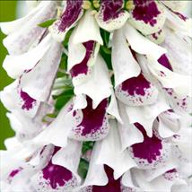 Digitalis Pam's Split