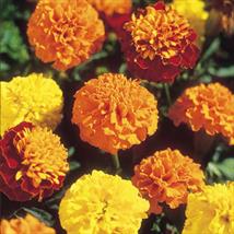 Marigold French Boy-O-Boy Mix