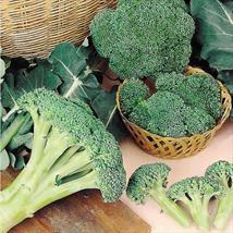 Broccoli Autumn Spear