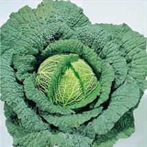Cabbage Savoy Ormskirk Rearguard