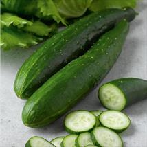 Cucumber F1 Burpless Tasty Green