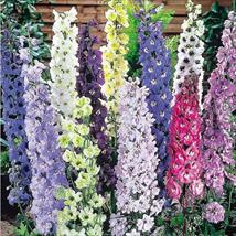 Delphinium Delight Mix