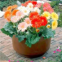 Gerbera Cut Flower Mix