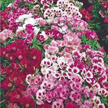 Godetia Little Frills Mix