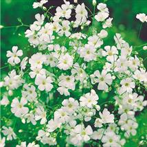 Gypsophila Covent Garden White