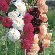 Hollyhock Chater's Mix