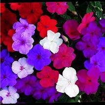 Impatiens Super Hybrid Mix