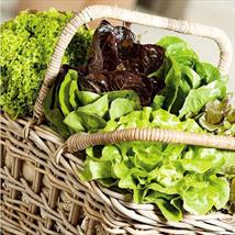 Lettuce - Mixed Varieties