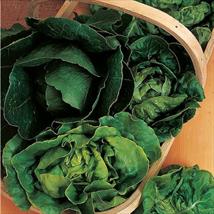 Lettuce Seeds Mix