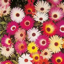 Livingstone Daisy Sparkles Mix