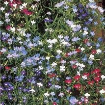 Lobelia Cascade Mix