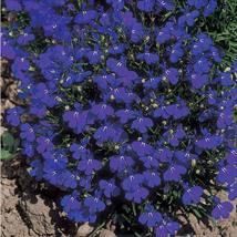 Lobelia Crystal Palace