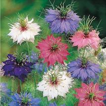 Love-in-a-Mist Persian Jewels Mix