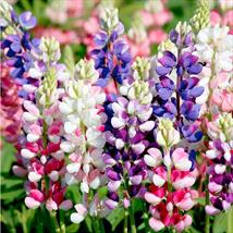 Lupinus Avalune Mix