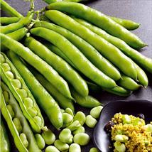 Broad Bean Masterpiece Green Longpod