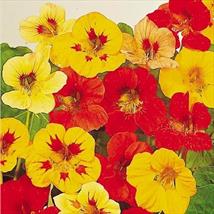 Nasturtium Little Gem Mix