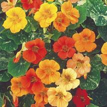 Nasturtium Tutti Frutti Mix