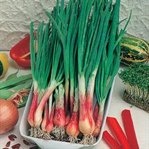 Spring Onion North Holland Blood Red