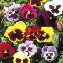 Pansy Giant Fancy Mix