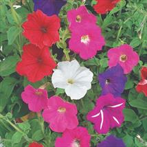 Petunia F2 Cheerful Mix