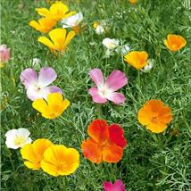 Poppy Californian Vivid Mix