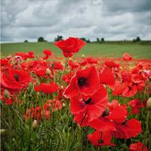 Poppy Field (rhoeas)