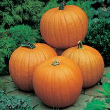Pumpkin Jack O’Lantern