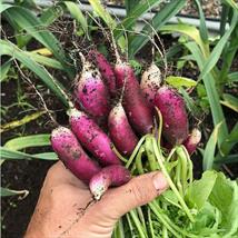 Radish Felicia