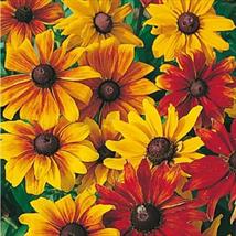 Rudbeckia Rustic Dwarf Mix