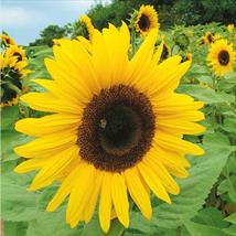 Sunflower Giant Yellow