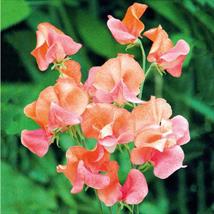 Sweet Pea Prince Of Orange