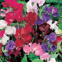 Sweet Pea Spencer Special Mix