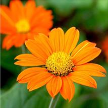 Tithonia Orange (Mexican Sunflower)