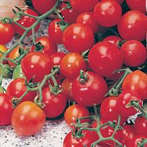 Tomato Gardener’s Delight