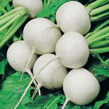 Turnip Snowball