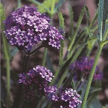 Verbena Bonariensis Purple Elegance