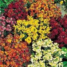 Wallflower Persian Carpet Mix