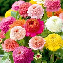 Zinnia Faberge Mix