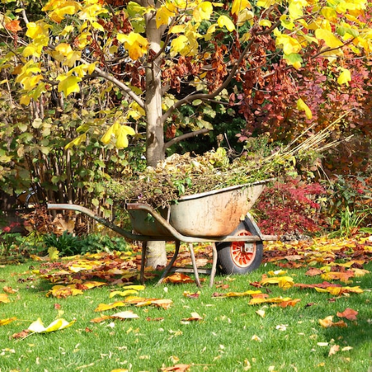 Autumn Gardening