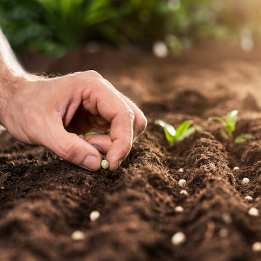 Garden Seeds