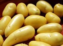 Seed Potatoes