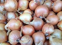 Golden Gourmet Shallots